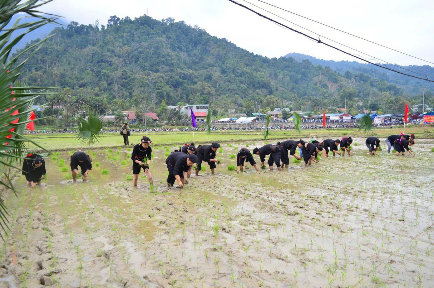Thi cấy lúa tại Lễ hội Lồng Tông huyện Lâm Bình. Thi cấy lúa tại Lễ hội Lồng Tông huyện Lâm Bình.