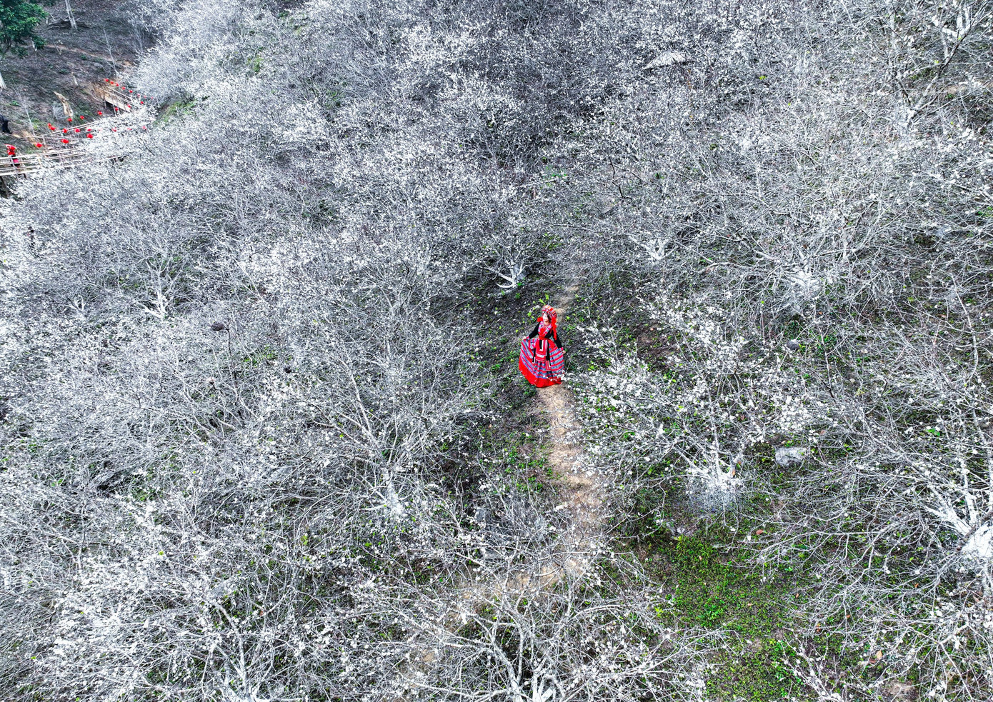 Giữa sắc trắng tinh khôi của hoa mận, du khách như lạc vào chốn cổ tích, nơi thiên nhiên khoe trọn vẻ đẹp thuần khiết và yên bình.
