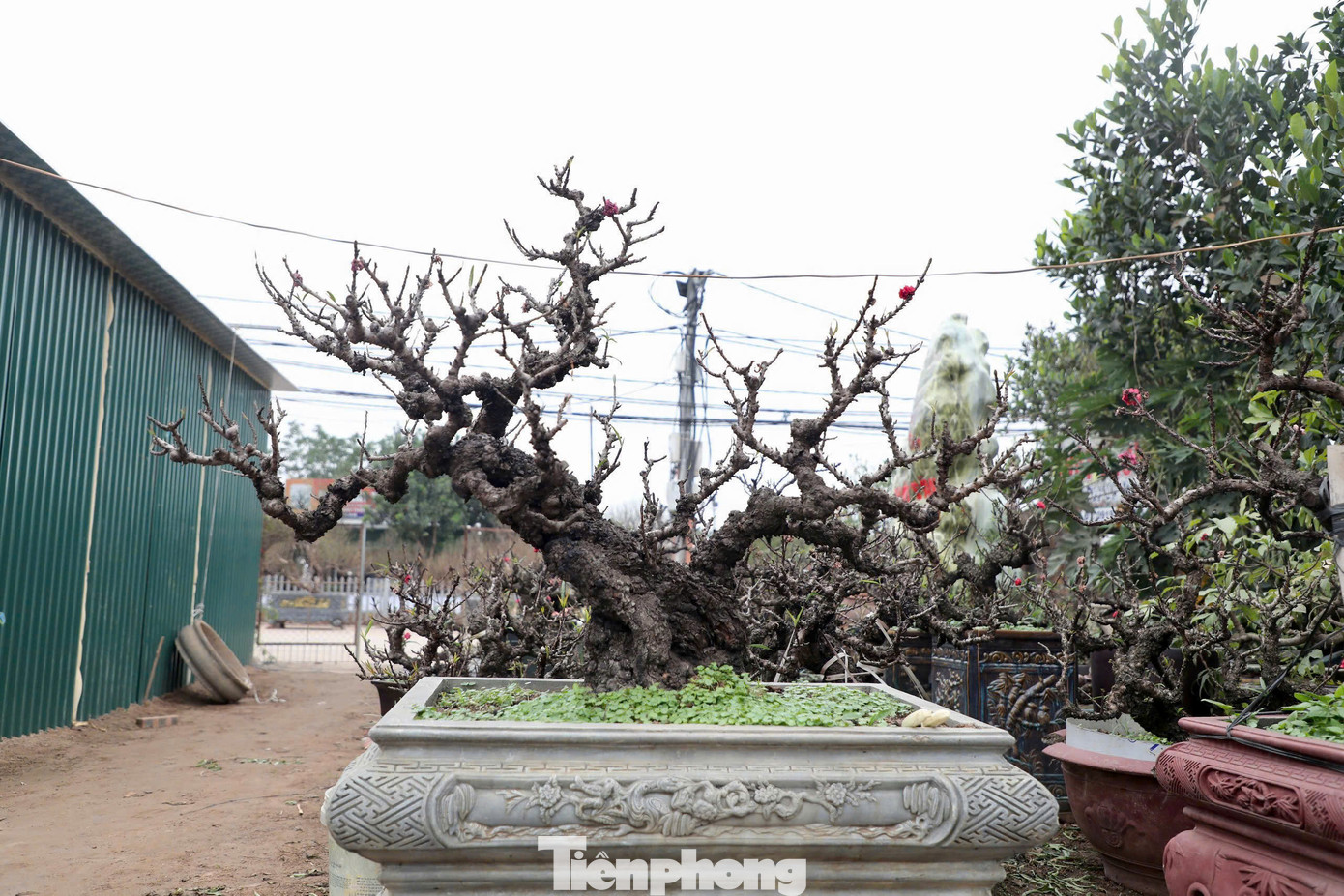 Khách hàng của ông Lê Hàm không chỉ đến từ Hà Nội mà còn từ các tỉnh thành xa như Thanh Hóa, Đà Nẵng, thành phố Hồ Chí Minh. Nhiều khách hàng đã đặt thuê đào từ sớm, thậm chí có những vị khách đã gần 20 năm liên tục thuê đào Thất thốn từ vườn của ông để trưng bày trong dịp Tết.