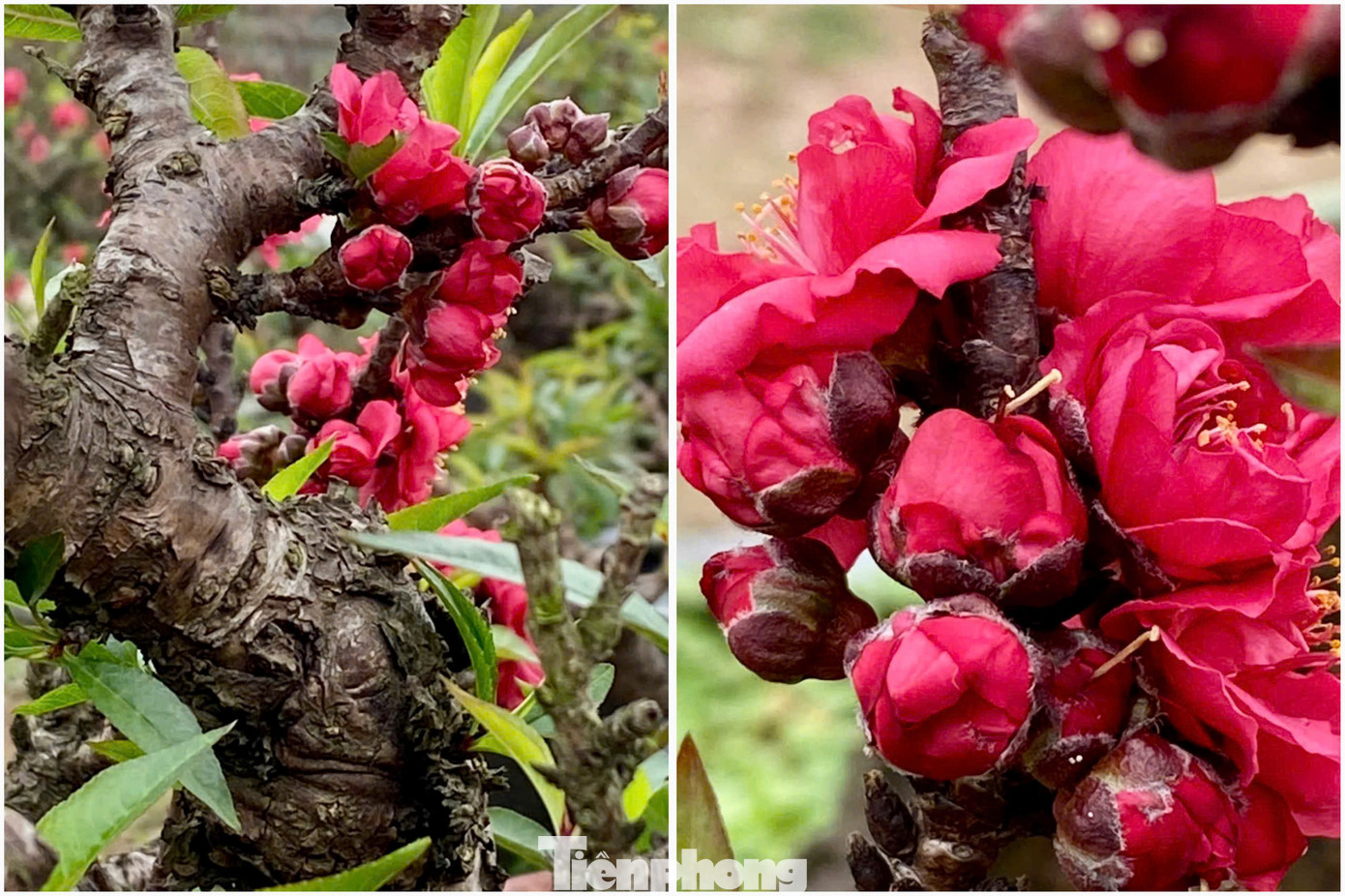 Hoa đào Thất thốn nổi bật với những cánh dày, mịn như nhung, sắc đỏ thẫm rực rỡ. Hoa thường nở thành từng chùm từ những cành khẳng khiu và thân, tạo nên vẻ đẹp độc đáo và cuốn hút. Ảnh: Nhân vật cung cấp.
