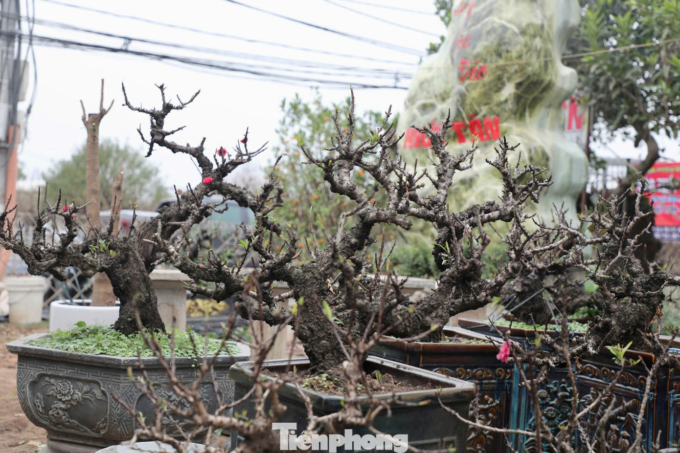 Khi đào nở, bông hoa có màu đỏ thẫm, cánh dày như nhung, xếp chồng lên nhau tạo thành vẻ đẹp hiếm có, khác biệt hoàn toàn so với các giống đào thông thường. Không chỉ mang giá trị thẩm mỹ cao, đào Thất thốn còn gắn liền với những giai thoại lịch sử, từng được lựa chọn để dâng tiến hoàng cung.