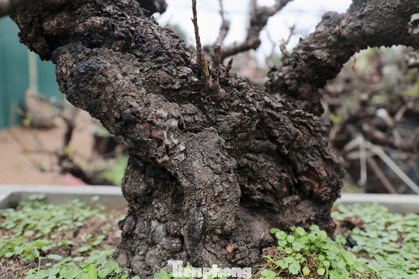 Đào Thất thốn đặc biệt bởi đặc điểm phát triển chậm và yêu cầu kỹ thuật chăm sóc cao. Loại đào này đòi hỏi từ 5 đến 7 năm mới có thể tạo dáng hoàn chỉnh và cho hoa đẹp. Hoa của đào Thất thốn có màu đỏ thẫm, cánh dày và mượt mà như nhung, thường nở từ gốc đến cành, tạo nên vẻ đẹp độc đáo và quý phái.