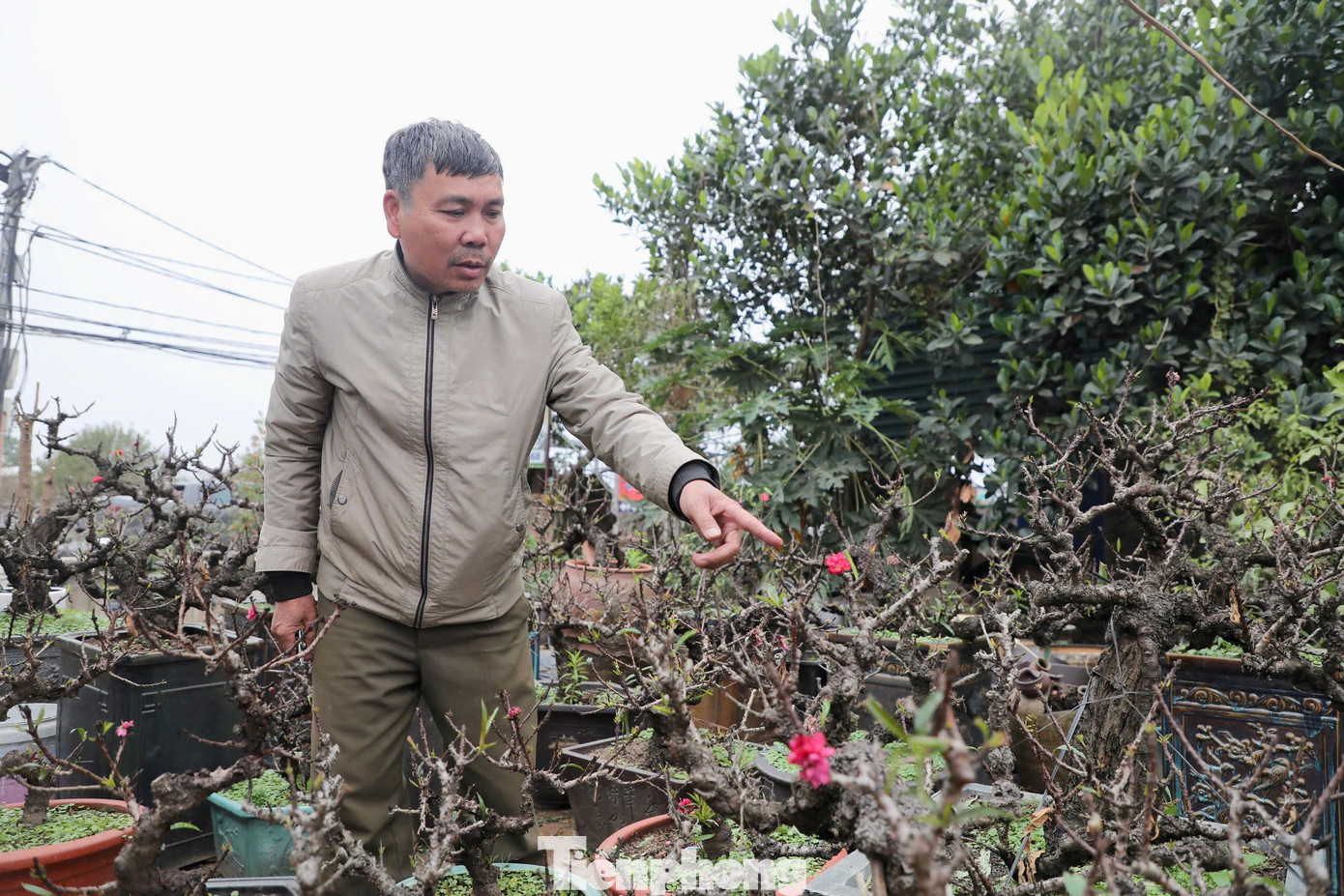 Ông Lê Hàm (chủ vườn đào Thất thốn Lê Hàm) cho biết: “Thất thốn được hiểu là mỗi thốn trên cành cây (độ dài bằng đốt ngón tay; thốn tiếng Hán Việt là đốt ngón tay), có thể trổ tới 7 bông hoa, hoa nở đẹp nhất trong 7 ngày, 7 năm mới ra hoa kép 7 tầng, mỗi tầng hoa có 7 cánh nên gọi là Thất thốn".