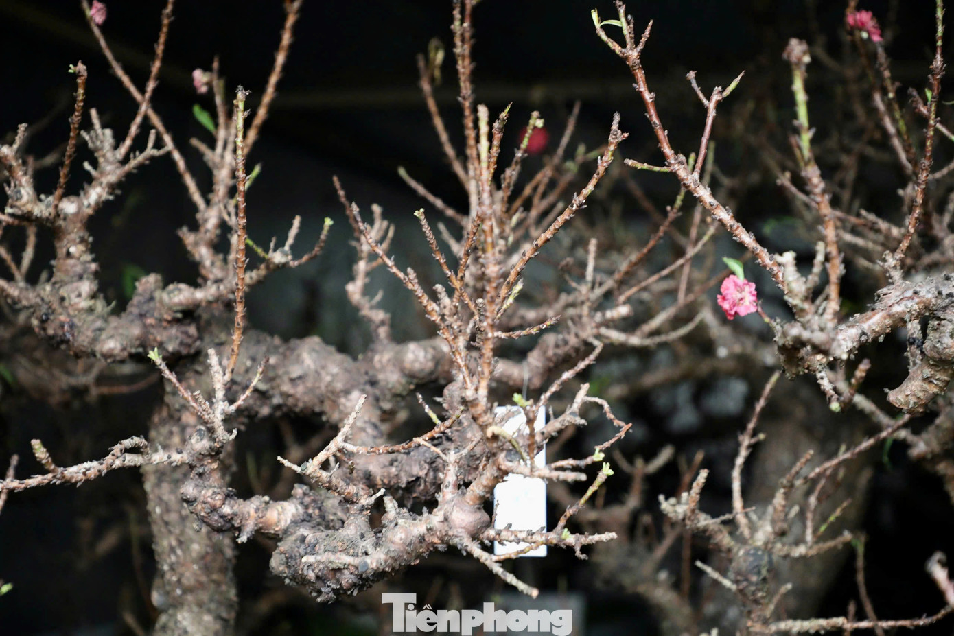 Hiện nay, vườn đào của ông Lê Hàm đã có hàng trăm gốc đào Thất thốn đã lên chậu. Trong đó, nhiều cây cổ thụ hàng chục năm tuổi với nhiều kiểu dáng độc lạ. Đây được coi là vườn đào hiếm có ở Việt Nam. Mỗi cây đào Thất thốn có giá thuê từ 10 đến 40 triệu đồng trong dịp Tết.