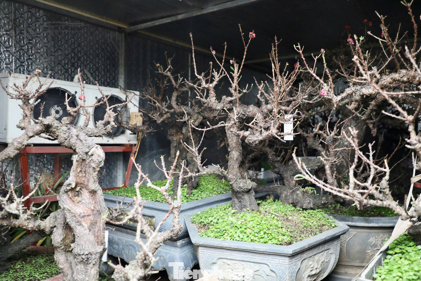 Để đảm bảo hoa nở đúng dịp Tết Nguyên đán, ông Lê Hàm đã áp dụng phương pháp chăm sóc đặc biệt. Từ tháng 10 âm lịch, ông di chuyển các gốc đào quý vào những "phòng nghỉ" được trang bị điều hòa hai chiều và nhiệt kế để theo dõi nhiệt độ, đảm bảo môi trường phù hợp cho cây phát triển.