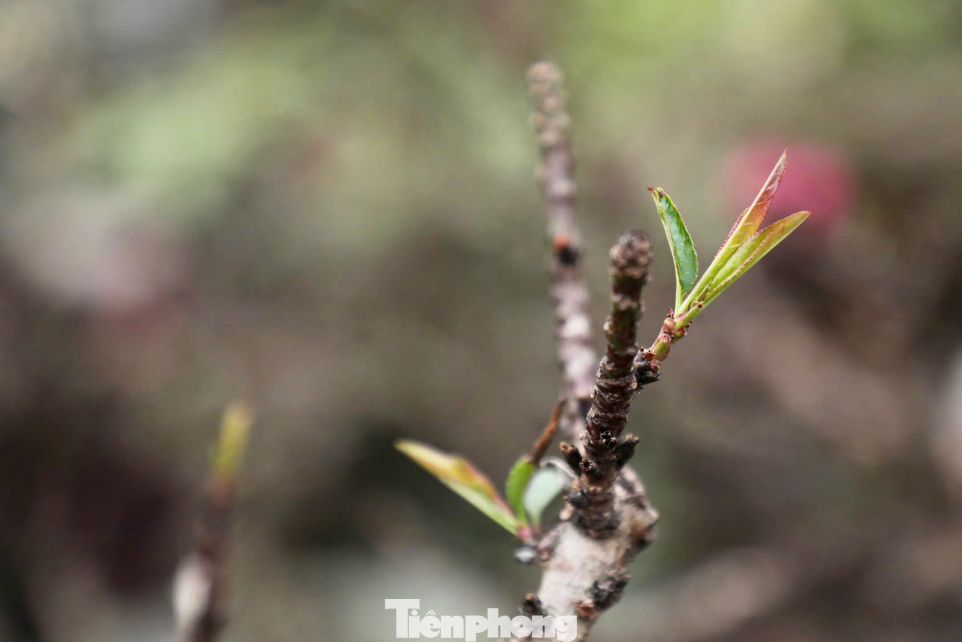 Đào Thất thốn đặc biệt bởi đặc điểm phát triển chậm và yêu cầu kỹ thuật chăm sóc cao. Loại đào này đòi hỏi từ 5 đến 7 năm mới có thể tạo dáng hoàn chỉnh và cho hoa đẹp. Hoa của đào Thất thốn có màu đỏ thẫm, cánh dày và mượt mà như nhung, thường nở từ gốc đến cành, tạo nên vẻ đẹp độc đáo và quý phái.