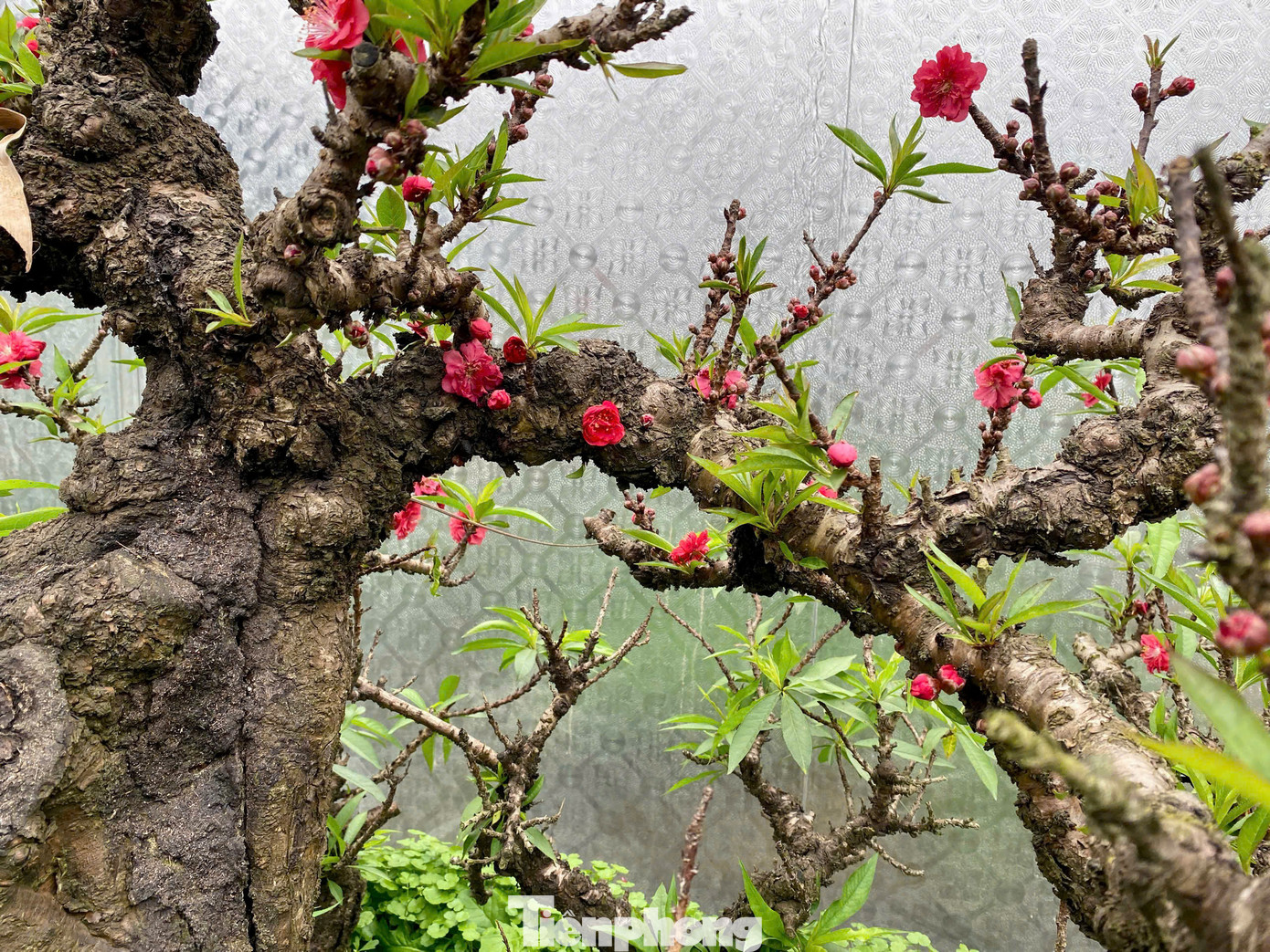 Trong ảnh là cây đào Thất thốn hơn 40 năm tuổi, đẹp như một tác phẩm nghệ thuật sống. Gốc cây xù xì, gân guốc toát lên vẻ cổ kính, uy nghiêm. Ảnh: Nhân vật cung cấp.