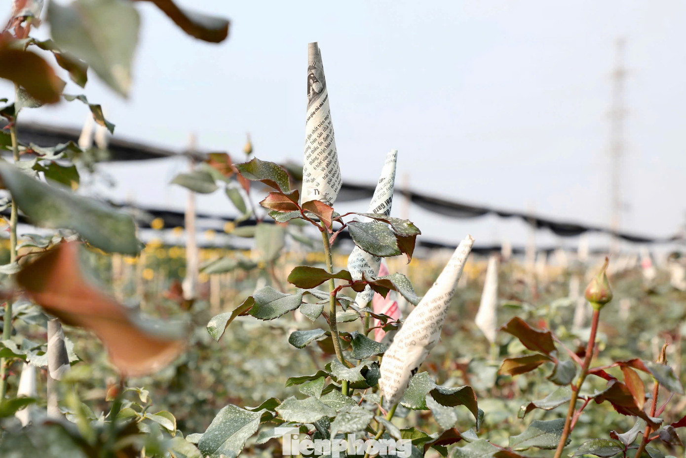 Nông dân áp dụng cách bọc báo để cánh hoa hồng nở dài và đẹp hơn. Giá hoa hồng hiện chỉ đạt 5.000-6.000 đồng/bông.