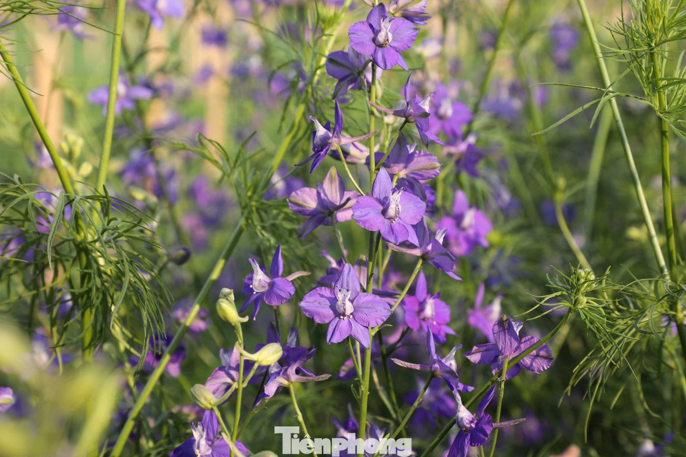 Vườn hoa sắp được thu hoạch.