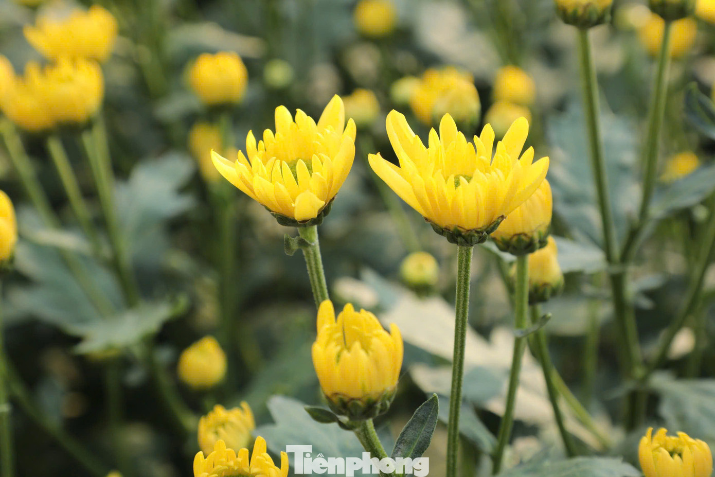 Hoa cúc vàng có giá từ 2.500-3.000 đồng/bông.