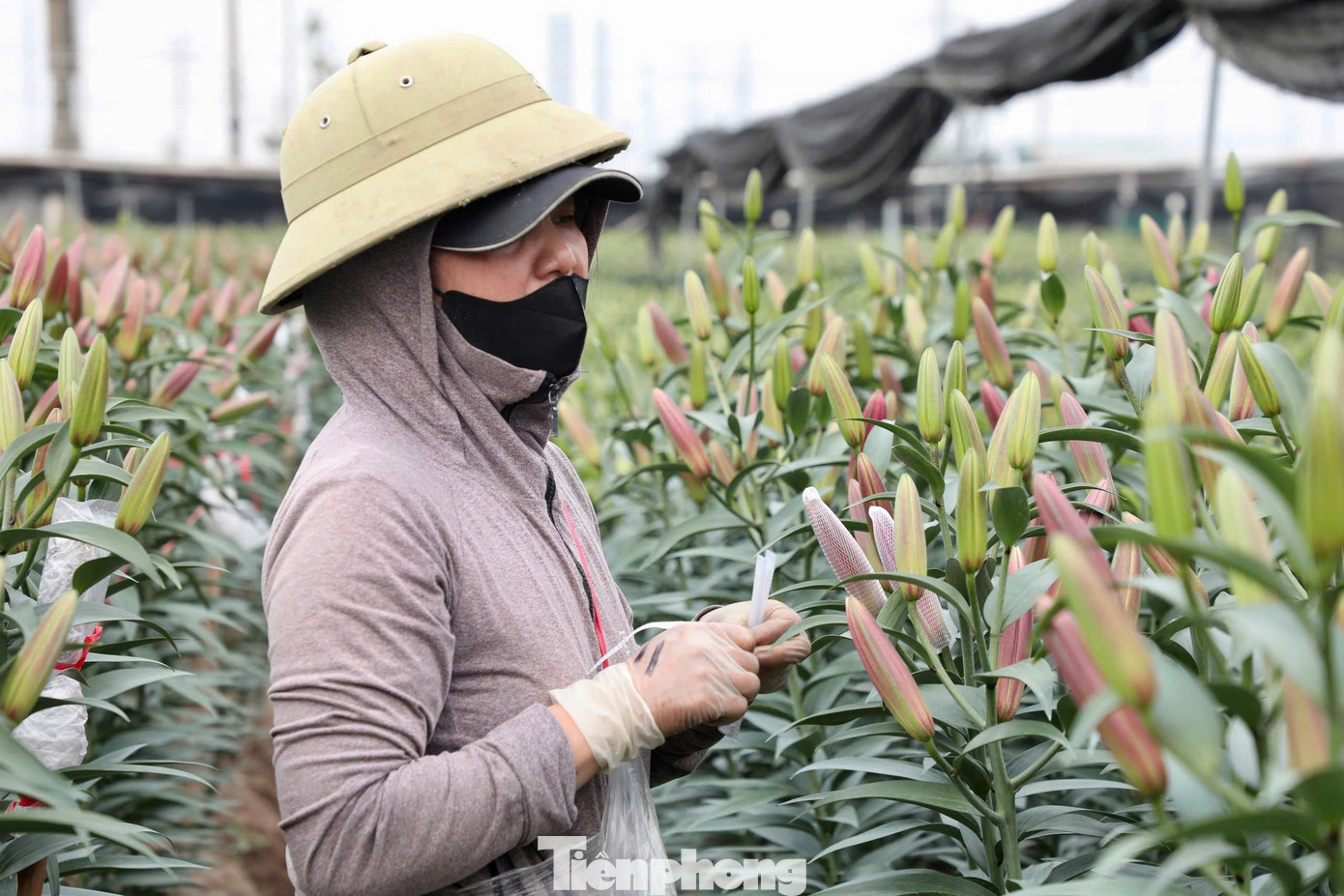 Chị Nguyễn Thị Oanh, chủ một vườn hoa tại Tây Tựu chia sẻ: "Từ sáng sớm đến tối mịt, tôi luôn bận rộn với việc tưới nước, cắt tỉa, buộc lưới để bảo vệ hoa, đồng thời không ngừng quan sát tình hình thời tiết và độ nở của hoa, để kịp thời điều chỉnh chăm sóc cho hoa nở đúng dịp Tết".