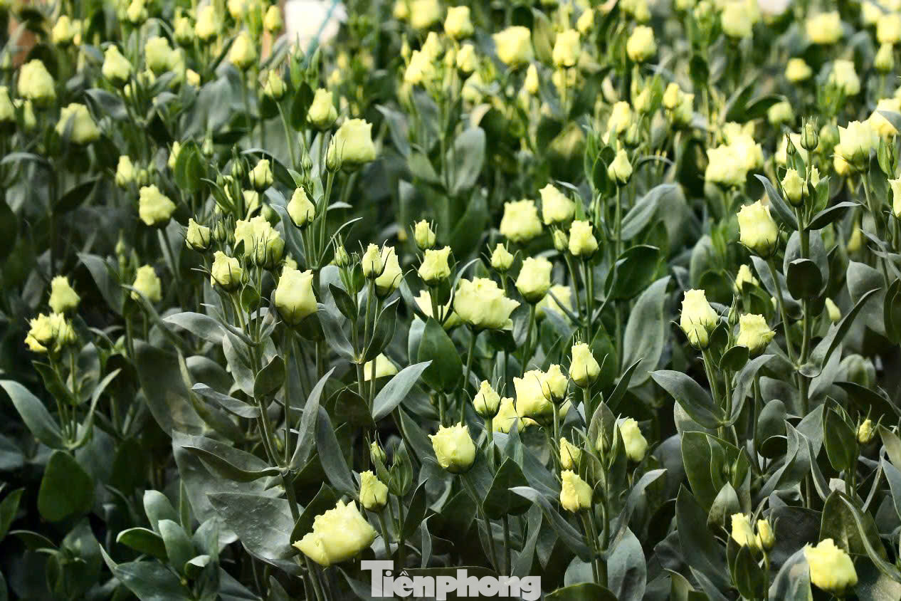 Hoa lan tường giá 4.300 đồng/cành, nhưng đến cận Tết có thể tăng lên 10.000 đồng/cành.