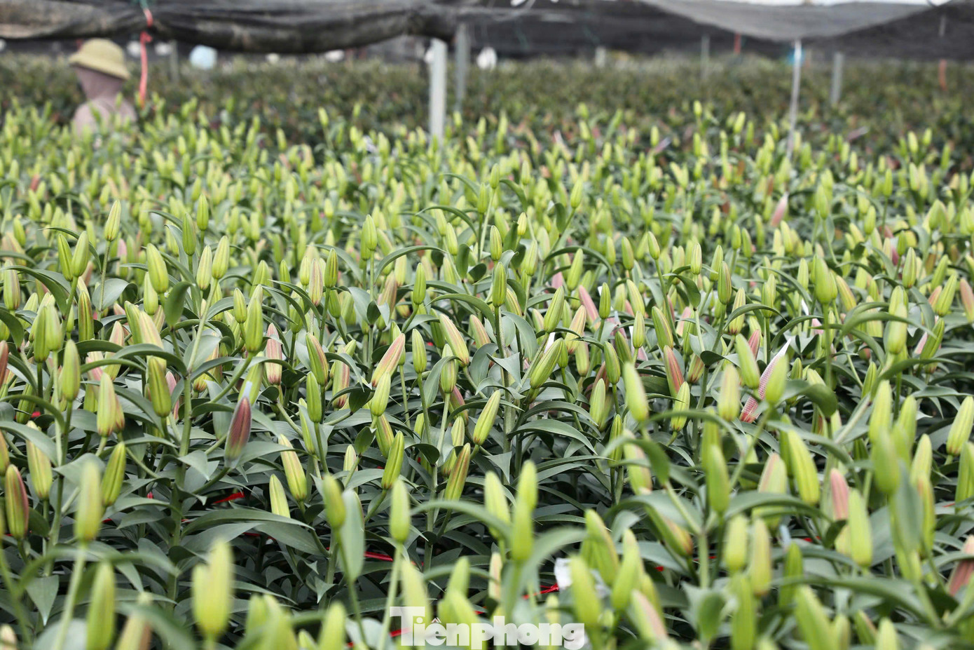 Nhà chị Oanh có 3 sào trồng hoa ly, ngoài ra còn thuê đất để trồng thêm hoa cúc vàng và violet. Theo chị, nhiệt độ thời tiết năm nay duy trì ở mức cao hơn trung bình khiến nhiều hoa nở sớm hơn dự kiến.