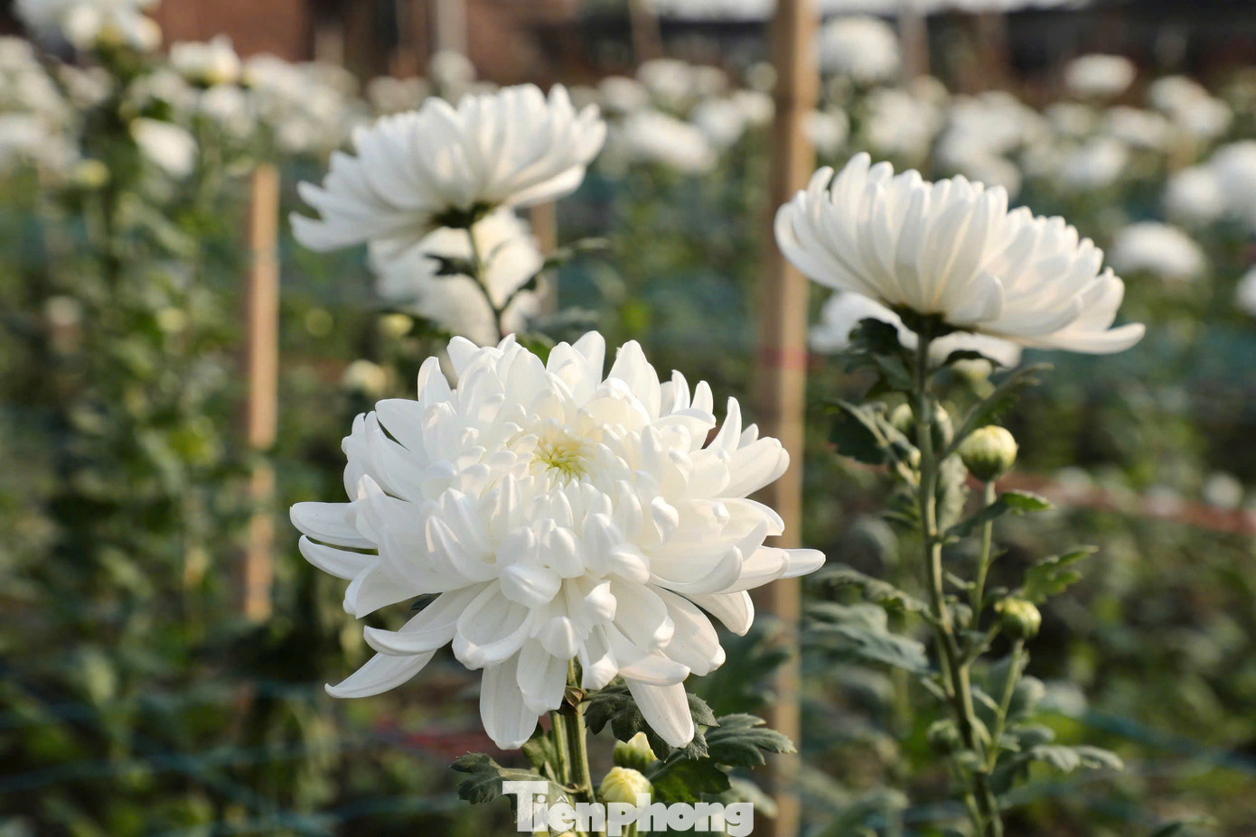 Hoa cúc trắng được bán với 2.000 đồng/bông.