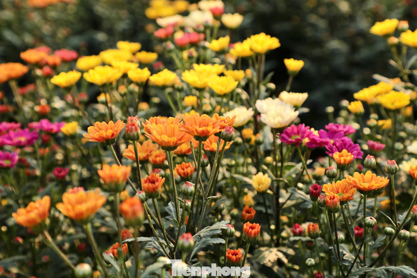 Làng hoa Tây Tựu hiện có gần 300 ha đất trồng hoa. Để mở rộng sản xuất, người dân còn thuê đất ở các làng xung quanh ở vùng lân cận như Thượng Mỗ, Hạ Mỗ, Cát Quế, Dương Liễu, thậm chí Sơn Tây...