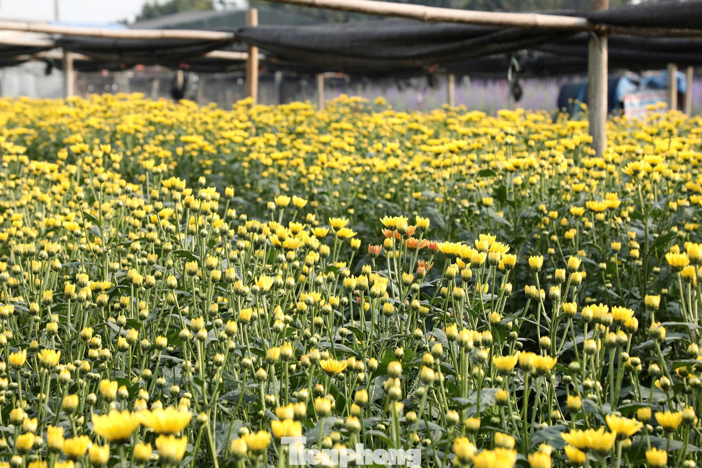 Hoa cúc vàng có giá từ 2.500-3.000 đồng/bông.