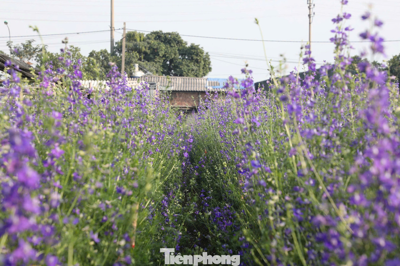 Vườn hoa sắp được thu hoạch.