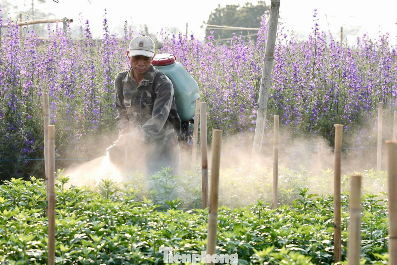 “Gia đình tôi trồng nhiều loại hoa như violet, thược dược, cúc vàng, cúc trắng. Tuy nhiên, giá hoa năm nay thấp hơn so với năm ngoái. Hy vọng giá tăng mạnh để bù đắp lại thiệt hại do bão Yagi gây ra”, ông Thu Viết Sinh, một hộ dân trồng gần 10 sào hoa cho biết. Trong ảnh, ông Sinh đang phun thuốc diệt nấm cho hoa.