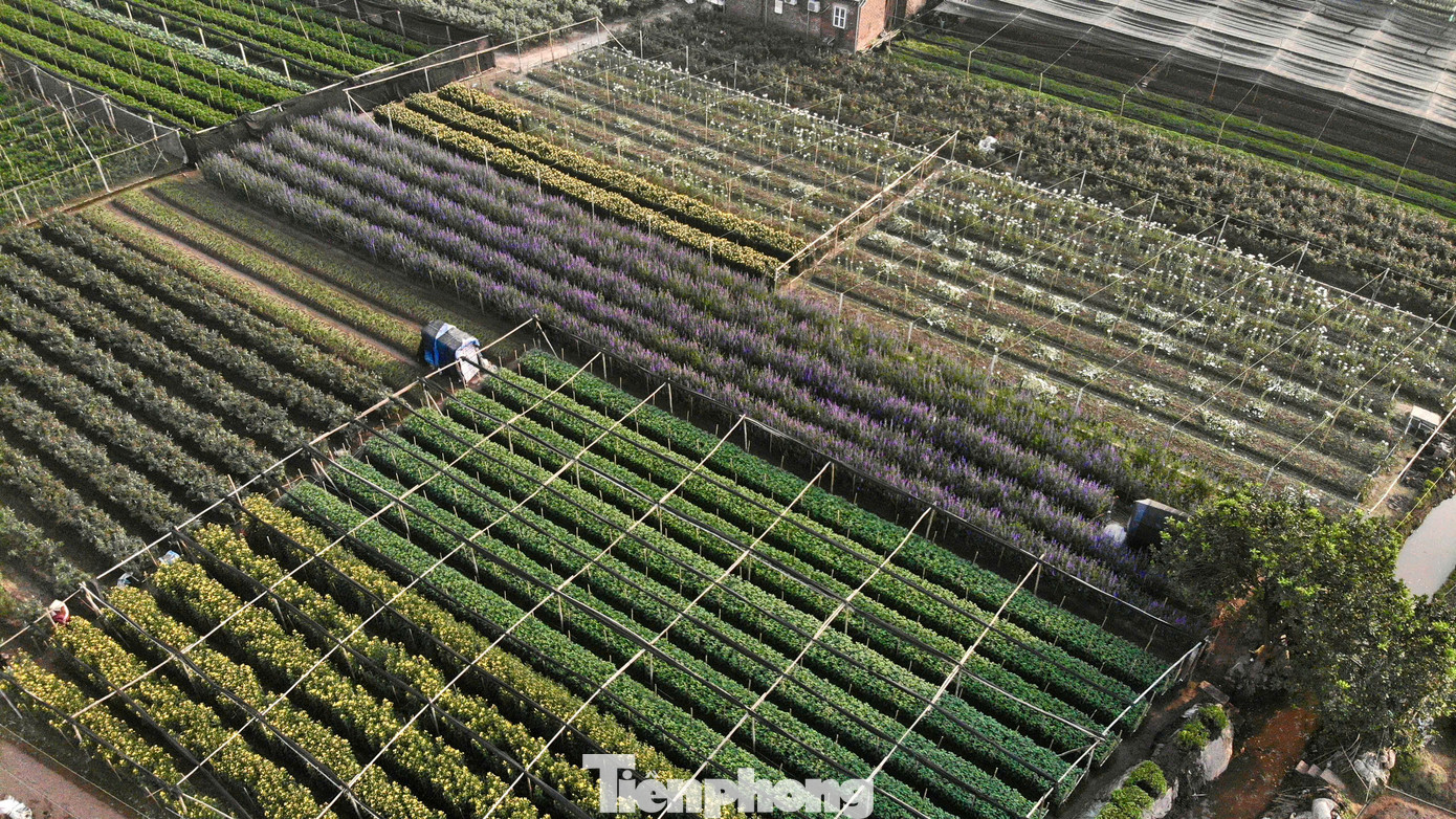 Làng hoa Tây Tựu – “thủ phủ hoa” của Hà Nội, nổi tiếng là nơi cung cấp hoa tươi chủ lực cho nội thành và các tỉnh lân cận. Nơi đây trồng các loại hoa truyền thống phục vụ Tết như ly, cúc, hồng, violet, thược dược.