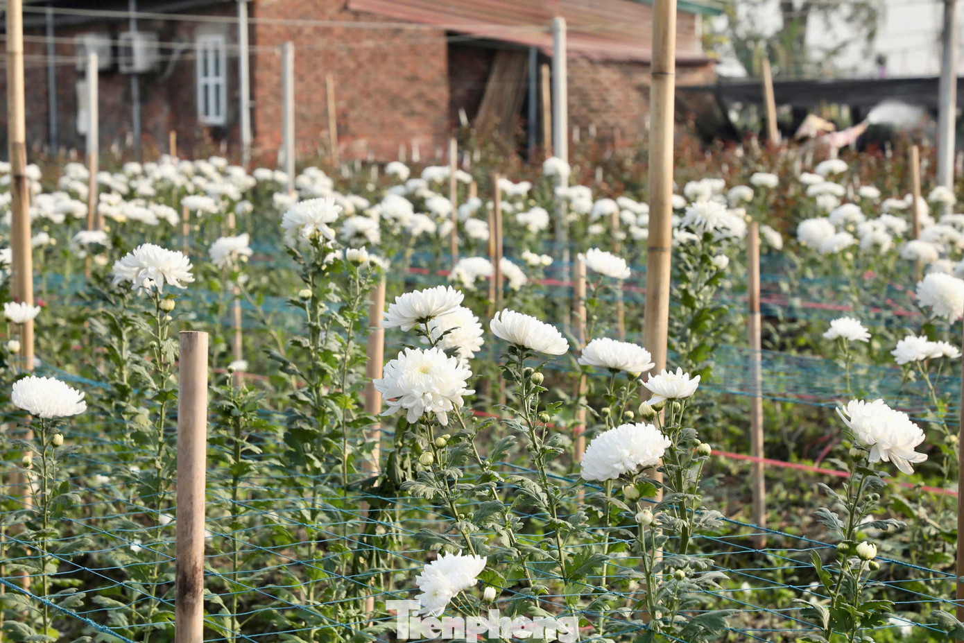 Hoa cúc trắng được bán với 2.000 đồng/bông.