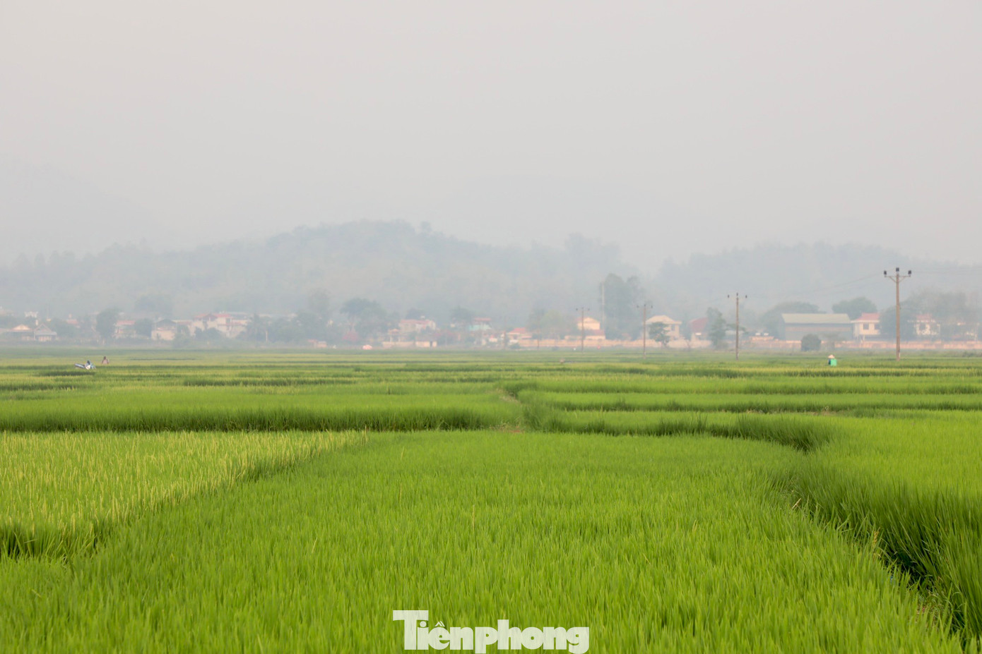 Ông Bùi Hải Bình - Chủ tịch UBND huyện Điện Biên, tỉnh Điện Biên - cho biết: Diện tích trồng lúa của huyện trên cánh đồng Mường Thanh là 3.990 ha, năng suất bình quân đạt 63,23 tạ/ha; sản lượng bình quân của toàn cánh đồng Mường Thanh đạt hơn 47.000 tấn/năm; chiếm 79,94% sản lượng thóc toàn huyện. “Cánh đồng Mường Thanh đã nuôi dưỡng, đem đến cuộc sống ấm no cho người dân Điện Biên. Nay chúng tôi đang tập trung đưa thương hiệu gạo Điện Biên bay xa hơn”, ông Bình nói.