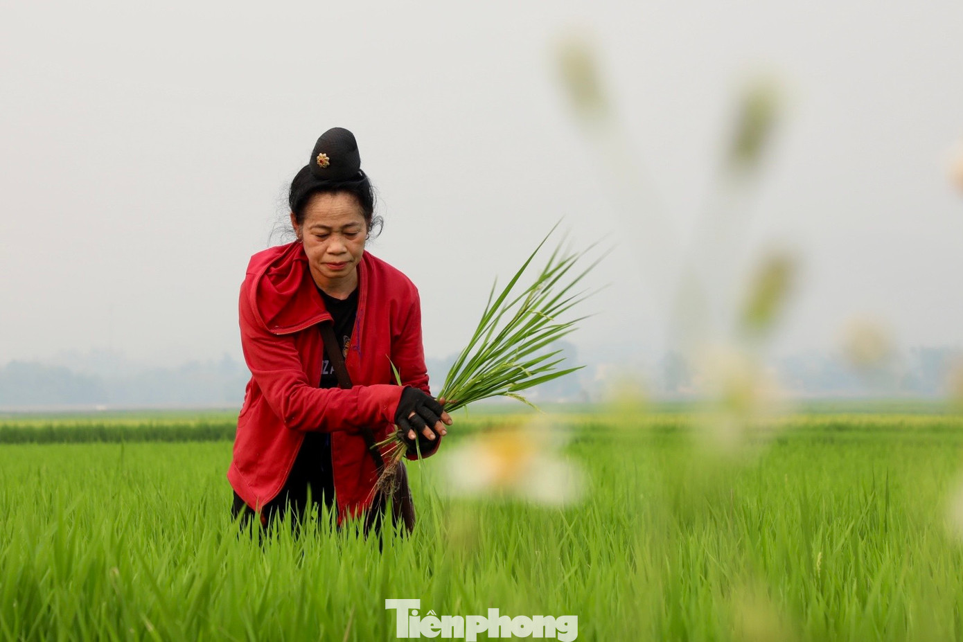 “Nhất Thanh, nhì Lò, tam Than, tứ Tấc” là câu nói nổi tiếng từ lâu về 4 cánh đồng lớn - niềm tự hào của đồng bào các dân tộc Tây Bắc. Trong đó, Mường Thanh đứng vị trí đầu tiên.