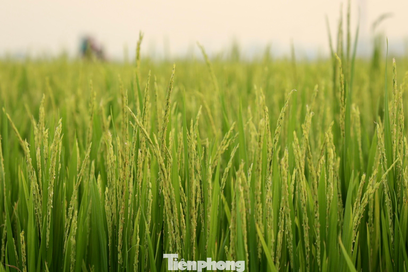 Với điều kiện tự nhiên, thổ nhưỡng, khí hậu thuận lợi, cánh đồng Mường Thanh có các loại gạo ngon nổi tiếng vang danh cả nước như Séng cù, nếp nương, lứt đỏ, lứt đen, nếp than, tám thơm...