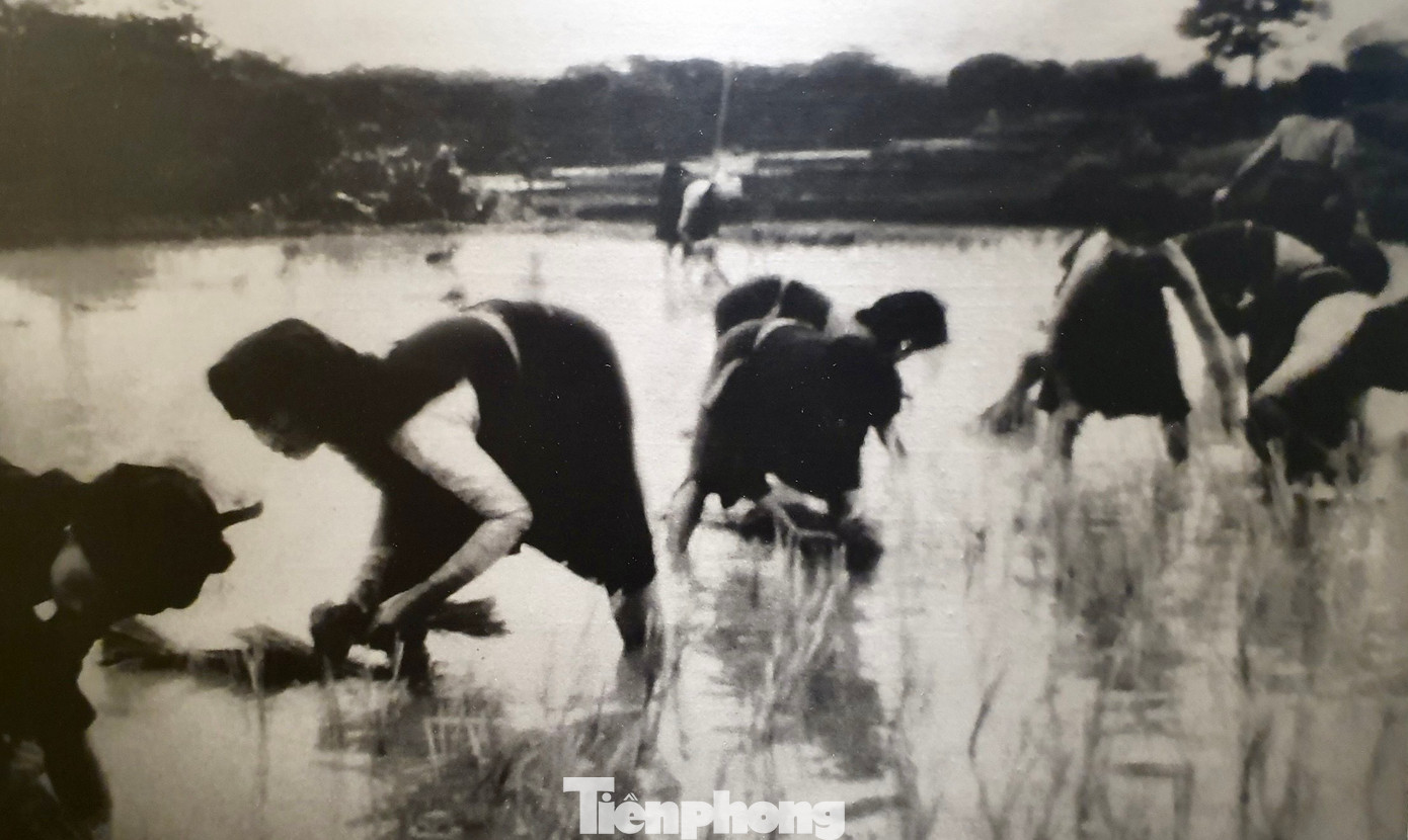 Sau chiến thắng Điện Biên Phủ, Đảng ta đã phát động phong trào san lấp hố bom, rà mìn, thu gom dây thép gai để khôi phục cánh đồng Mường Thanh trù phú. Trong hình là cảnh bà con dân tộc Thái (tỉnh Điện Biên) đang cấy lúa sau ngày giải phóng.