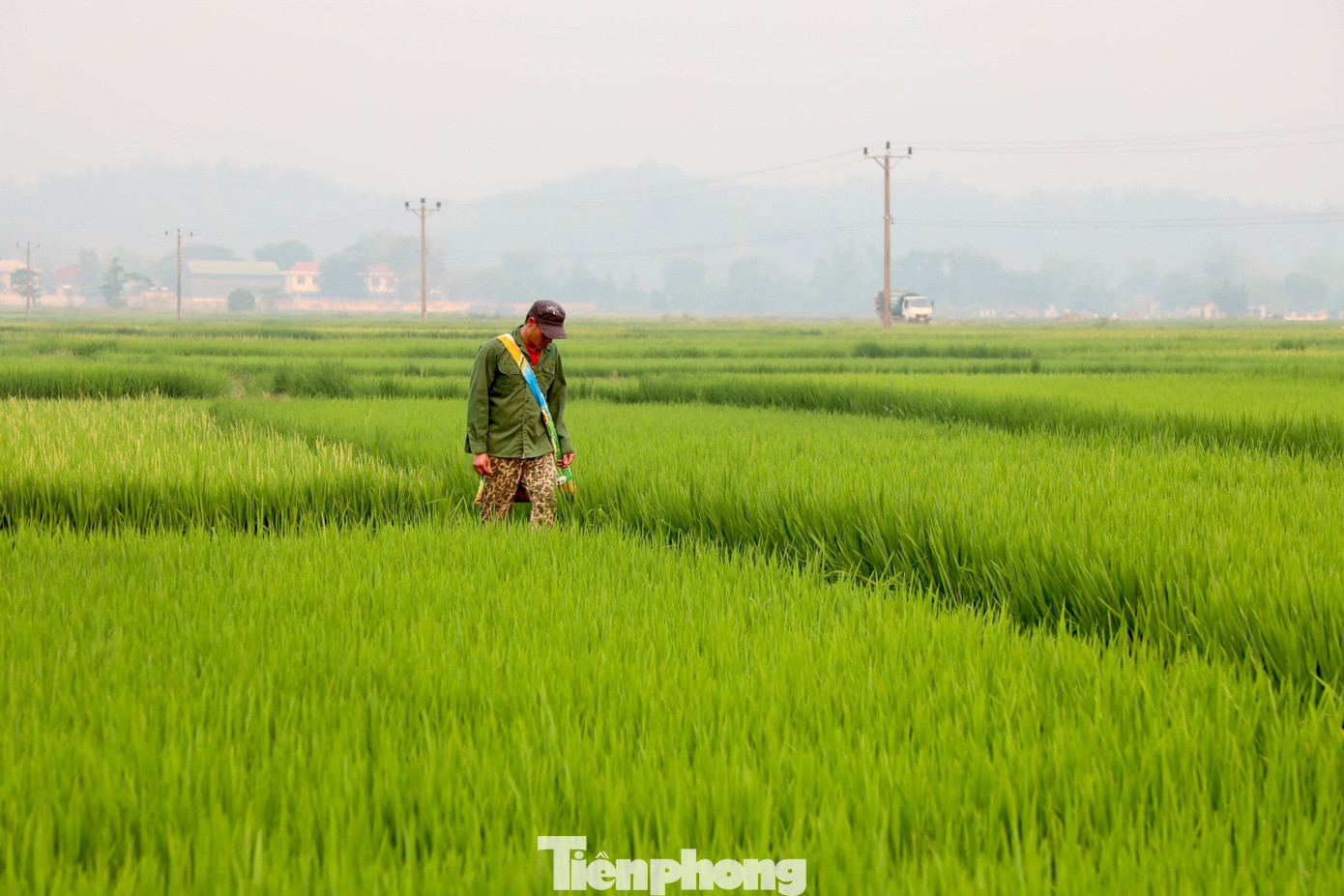 Từ khi có công trình đại thủy nông Nậm Rốm, cánh đồng Mường Thanh đã được mở rộng diện tích gieo cấy lên nhiều lần, có thể thâm canh 3 vụ/năm với hạt gạo Điện Biên khẳng định thương hiệu trên khắp mọi miền đất nước.