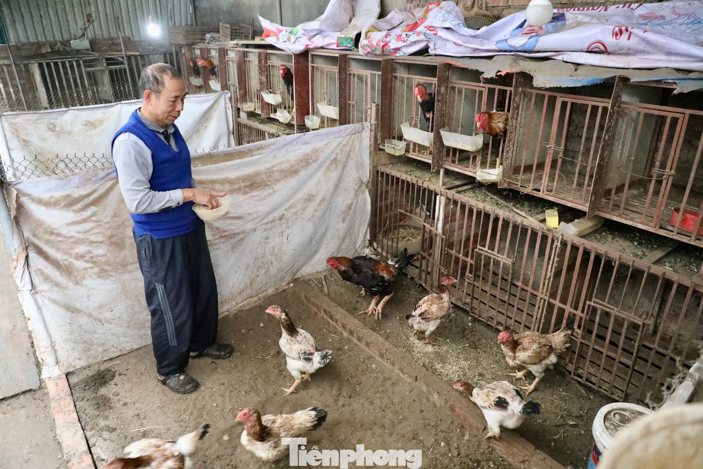 Ông Nguyễn Đăng Chung – Giám đốc Hợp tác xã chăn nuôi, bảo tồn gà Hồ - đang chăm sóc đàn gà Hồ. Ông Nguyễn Đăng Chung – Giám đốc Hợp tác xã chăn nuôi, bảo tồn gà Hồ - đang chăm sóc đàn gà Hồ.