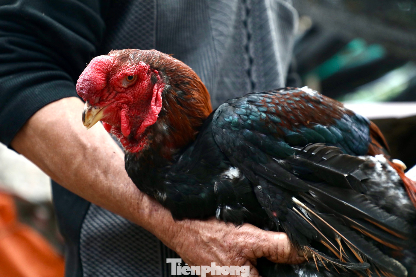 Đầu gà Hồ giống hình đầu con công. Mào giống quả dâu đỏ úp trên đầu. Đầu gà Hồ giống hình đầu con công. Mào giống quả dâu đỏ úp trên đầu.