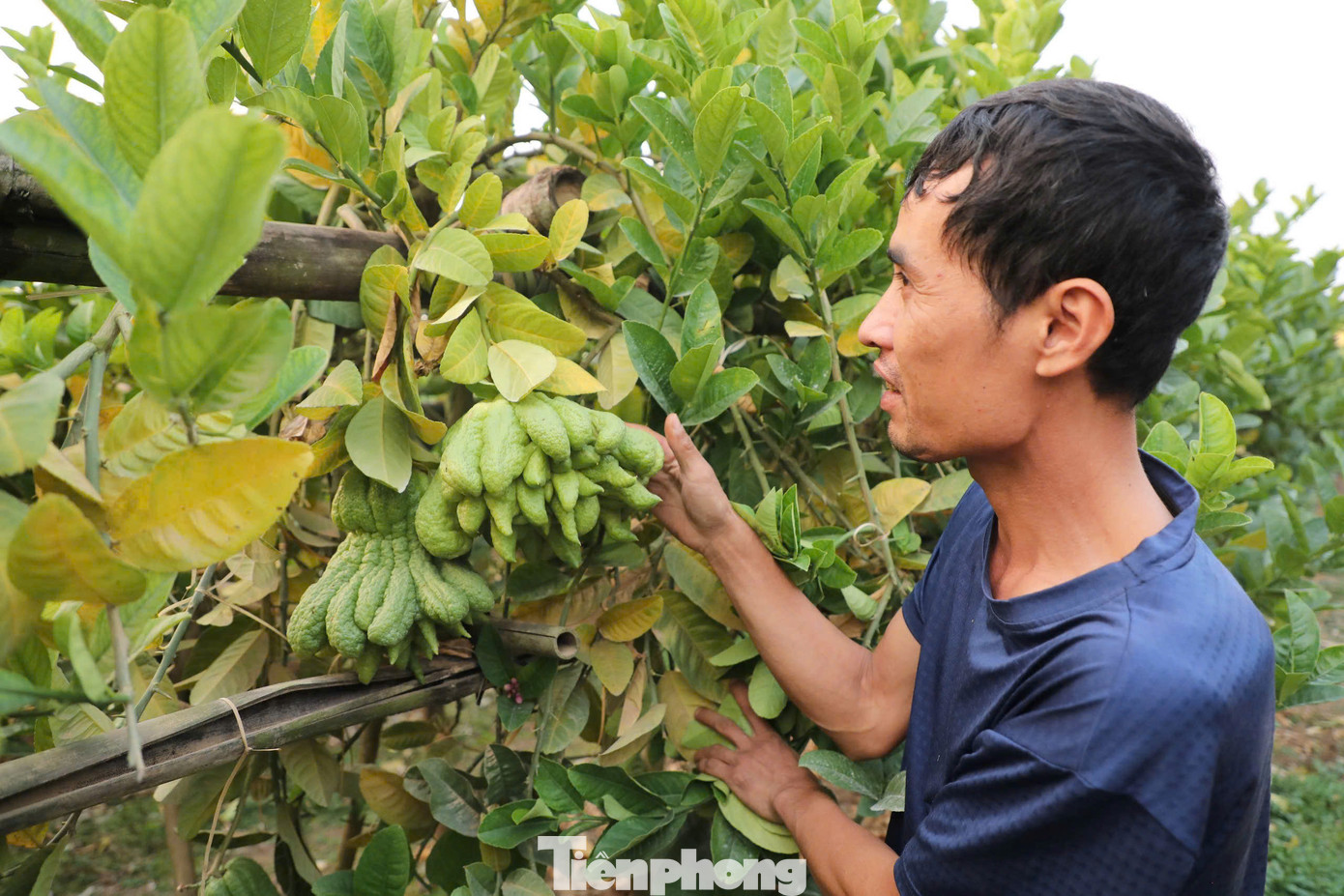 Dẫu vậy, thay vì buông xuôi, người dân nơi đây vẫn kiên trì, nỗ lực vượt qua khó khăn. “Sau lũ, chúng tôi cắt tỉa cành hỏng, xử lý đất, bổ sung phân bón để cây phục hồi. Dù không kịp cho vụ Tết năm nay, nhưng hy vọng cây sẽ khỏe lại và cho nhiều quả vào mùa sau”, anh Lợi cho hay.