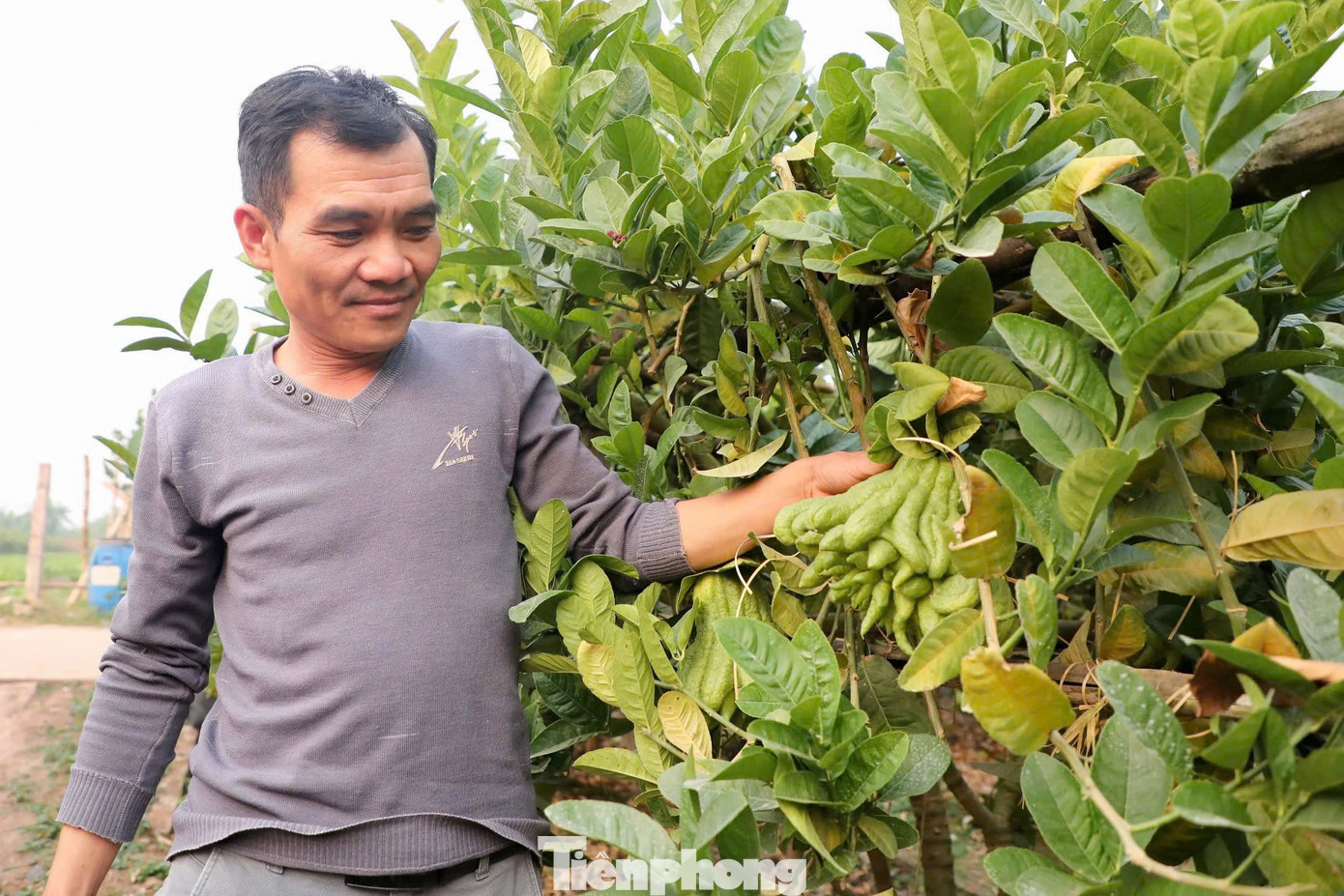 Tương tự, gia đình anh Nguyễn Tài Chiến, một nông dân khác tại xã Trung Châu, cũng chịu thiệt hại nặng nề. Gia đình anh trồng 500 cây phật thủ, trong đó 100 cây đã chết hẳn, tổng số quả còn khoảng 10% sống để bán hàng Tết. “Phật thủ là loại cây khó tính, nhưng nếu chăm sóc đúng cách, cây vẫn phục hồi tốt và cho nhiều quả. Tôi tin rằng với sự chăm chút cẩn thận, mùa vụ tới người nông dân sẽ được bù đắp cho những thiệt hại năm nay”, anh Chiến nói.