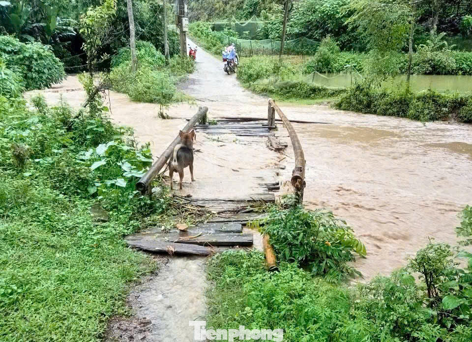Để ra ngoài, bà con chỉ còn cách đợi nước rút rồi lội qua suối. Đã có những trường hợp ngã xuống nước, trong đó có cả trẻ em, gây nguy hiểm đến tính mạng. Để khắc phục tạm thời, người dân đã dựng lại cây cầu bằng gỗ và tre, nhưng kết cấu mỏng manh, chỉ cần một trận lũ nhỏ là dễ dàng bị cuốn trôi. Trong ảnh là thời điểm nước lũ đổ về thôn Nà Dài.