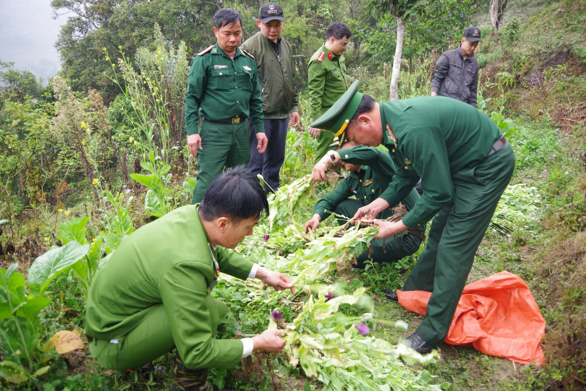 Cơ quan chức năng phát hiện và phá nhổ 1.000 cây thuốc phiện tại Hà Giang. Ảnh: Báo Biên Phòng Cơ quan chức năng phát hiện và phá nhổ 1.000 cây thuốc phiện tại Hà Giang. Ảnh: Báo Biên Phòng