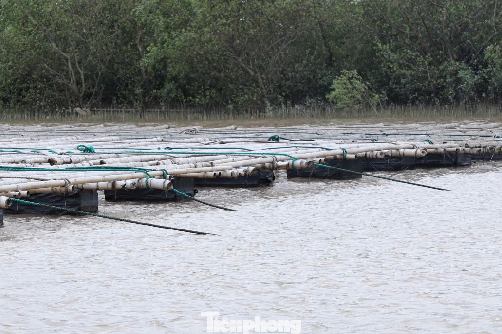 Ông Thiết theo dõi trên các phương tiện hàng ngày để nắm hướng di chuyển của bão số 3. Khi biết chắc chắn bão sẽ vào, ông huy động hơn 50 nhân công chằng buộc bè mảng kỹ càng.