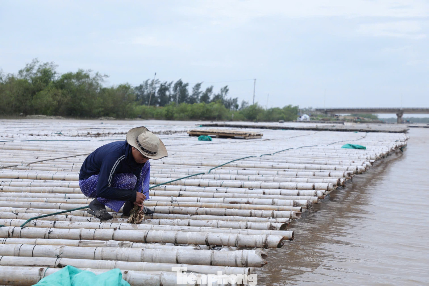 Bão tan, cả nhóm ra kiểm tra chỉ có hơn chục ô bị đắm ở gần biển, ước tính thiệt hại hơn 100 triệu đồng.