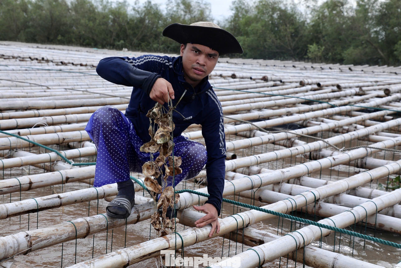 Ông Thiết cho biết, mô hình nuôi hàu của gia đình ông cùng 5 anh em khác được đầu tư từ năm 2018, với hơn 1.000 ô nuôi hàu treo dây, tổng kinh phí lên tới hàng chục tỷ đồng.