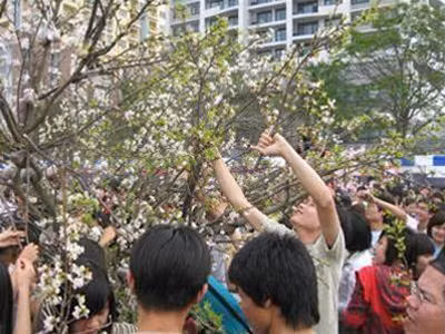 Lễ hội hoa anh đào Nhật Bản diễn ra ngày 6/4/2008 tại Triển lãm Giảng Võ đã thu hút hàng nghìn người dân tới chiêm ngưỡng. Đáng buồn là ngay khi Lễ hội còn chưa kết thúc, 3 cây hoa anh đào tươi chuyển từ Nhật Bản sang đã bị đám đông vặt trụi đến trơ gốc. Ảnh : Phan Kiền.