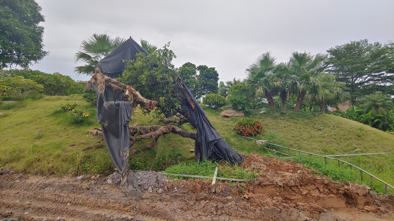 Cây cảnh bị quật đổ. Ảnh: CTV