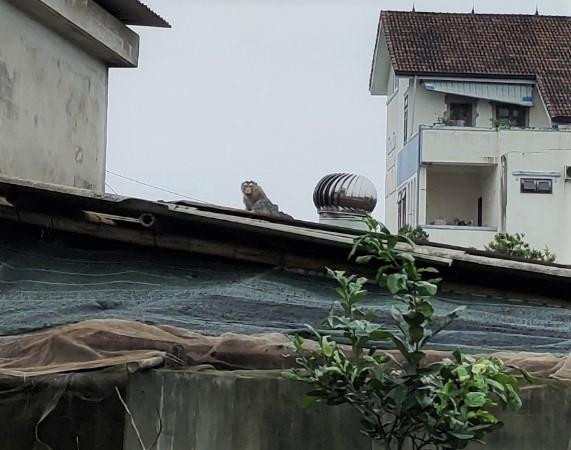 Cá thể khỉ thường xuyên xuất hiện và phá hoại tài sản người dân ở thôn An Bình, xã Thanh An. Ảnh: Anh Vũ. Cá thể khỉ thường xuyên xuất hiện và phá hoại tài sản người dân ở thôn An Bình, xã Thanh An. Ảnh: Anh Vũ.