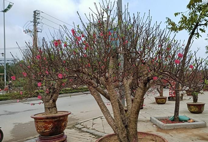 Đào khủng có dáng bàn tay lộc được hét giá gần 100 triệu - Ảnh 9.