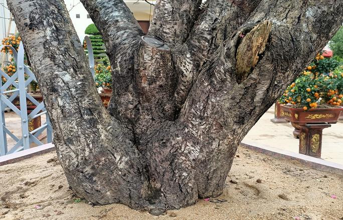 Đào khủng có dáng bàn tay lộc được hét giá gần 100 triệu - Ảnh 4.