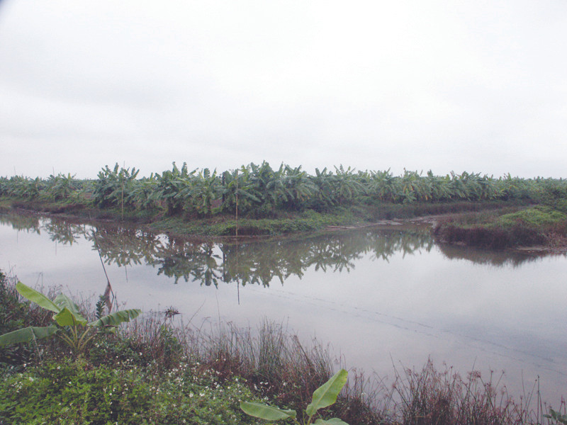 Khu đầm bị cưỡng chế của gia đình ông Vươn