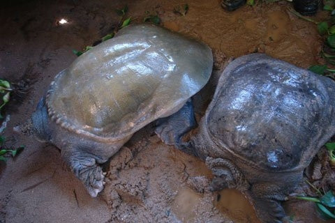 Con ba ba to nặng 45kg; chiều dài 0.85m, chiều rộng 0.50 mét, chiều dày của cơ thể 0.30 mét 