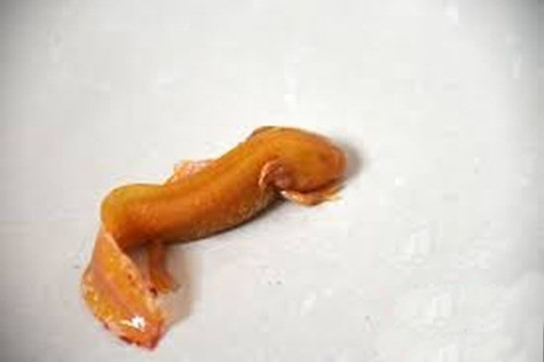 Mục kích 'khủng long vàng' kỳ dị sa lưới ngư dân ảnh 6