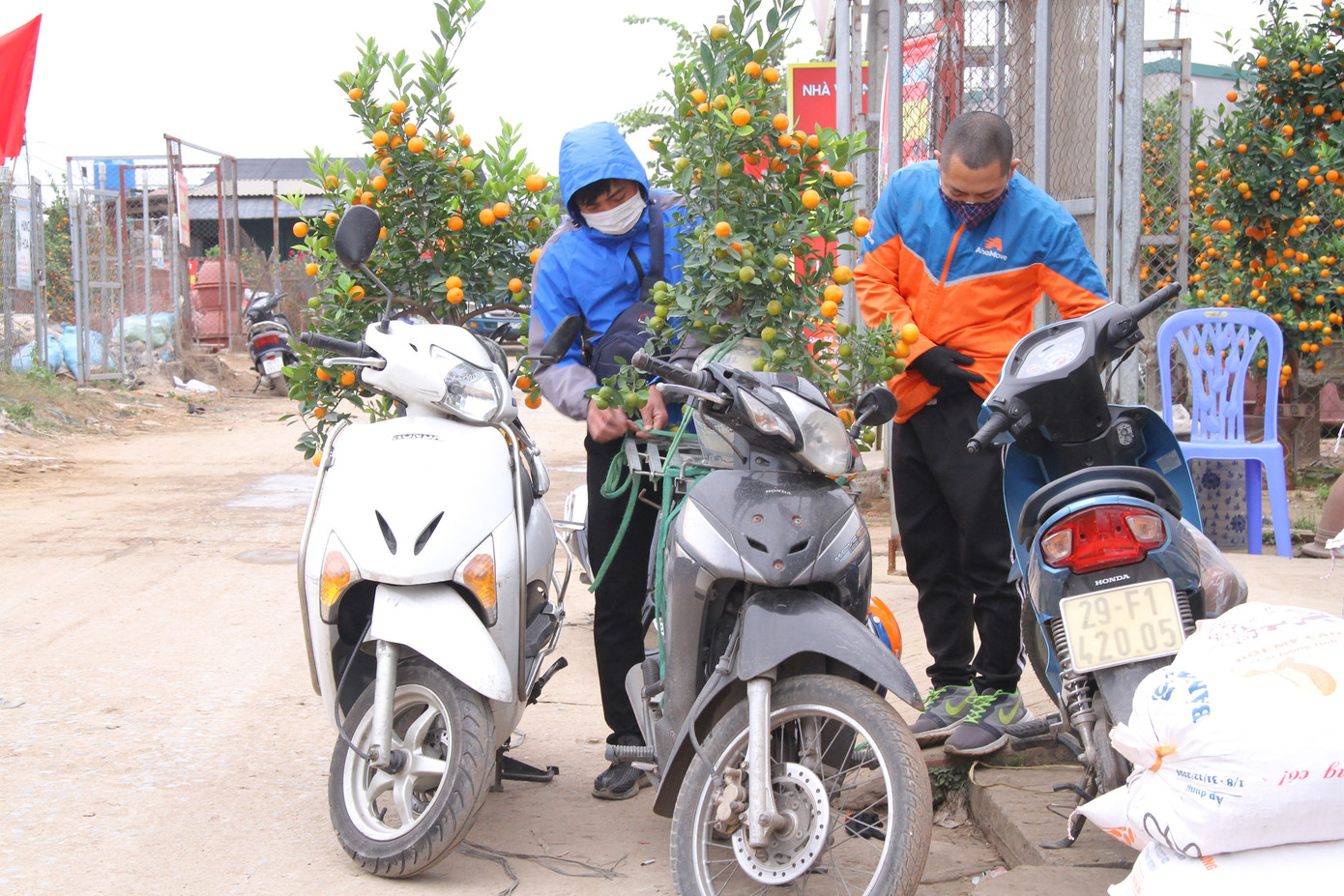 Dịch vụ chở cây cảnh ‘hốt bạc’ những ngày cận Tết ảnh 10