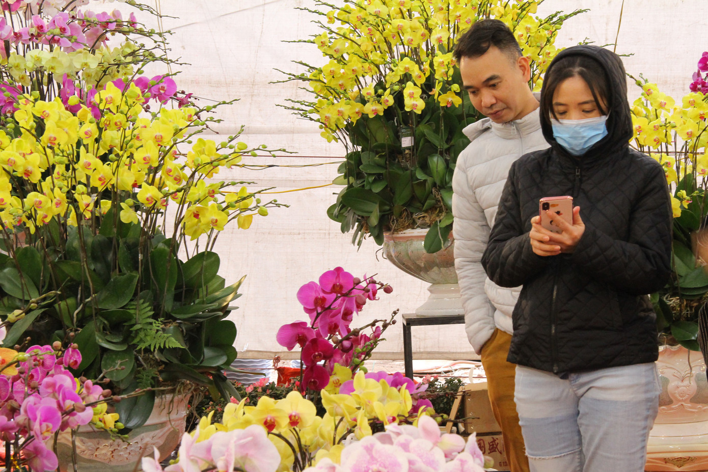 Hoa lan ồ ạt 'xuống phố', người dân Thủ đô thoải mái tuyển lựa mẫu mã ảnh 10