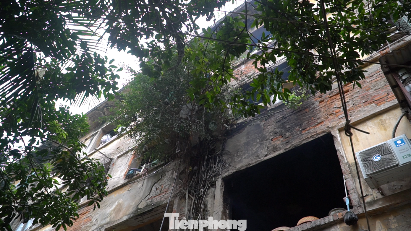 Trải qua hơn nửa thế kỷ, khu tập thể này nay đã xuống cấp trầm trọng. Cây xanh mọc xuyên tường nhà tập thể như ở “vách núi”. Trải qua hơn nửa thế kỷ, khu tập thể này nay đã xuống cấp trầm trọng. Cây xanh mọc xuyên tường nhà tập thể như ở “vách núi”.