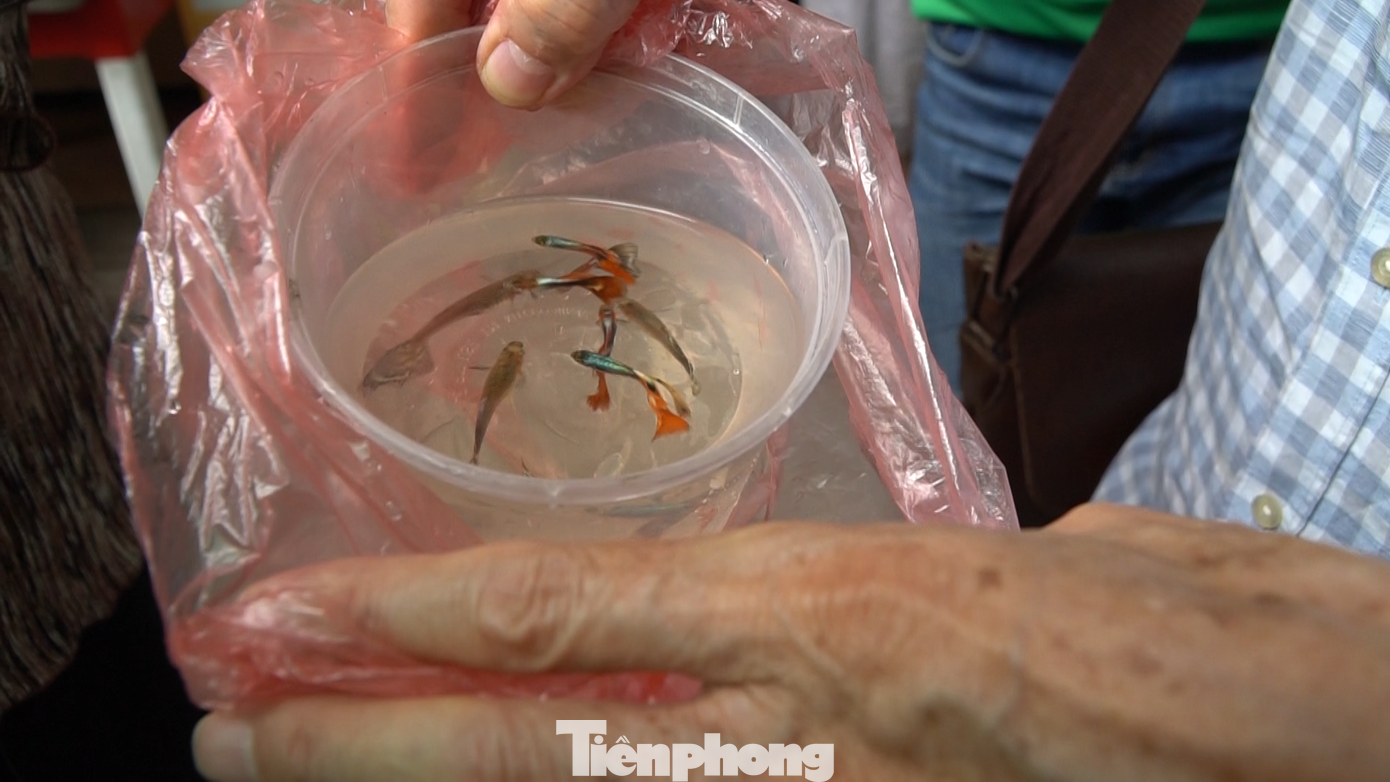 Mỗi người nhận từ 4 - 6 con cá bảy màu, để dành phần cho những người khác.